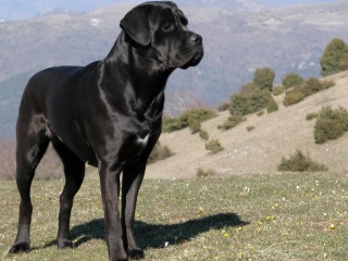Cane corso