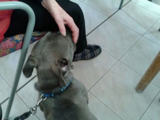 "King"- cinoterapia casa di riposo Corinaldo