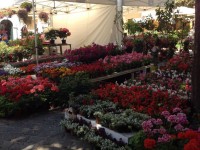 "Via Carducci in Fiore"