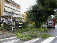 L'albero caduto in via Gian Battista Vico
