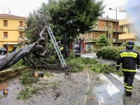 L'albero caduto in via Gian Battista Vico