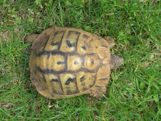 Una tartaruga di terra
