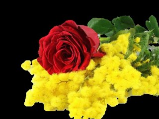 mimose, donne, festa della donna