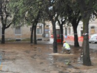 Taglio dei lecci di Piazza Garibaldi