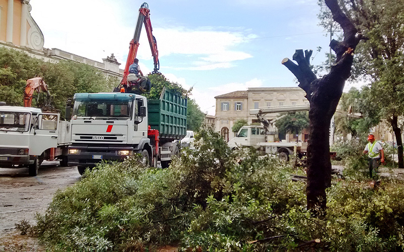 Intervento di abbattimento degli alberi in piazza Garibaldi