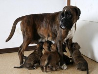 Cuccioli di boxer in vendita a Senigallia