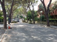 Potatura degli alberi