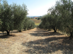 Frantoio Mazzola di Senigallia