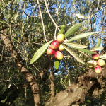 Frantoio Mazzola di Senigallia