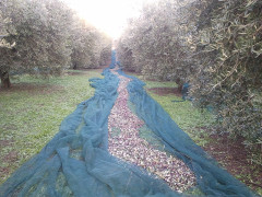 Frantoio Mazzola di Senigallia