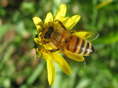 Un'ape su un fiore