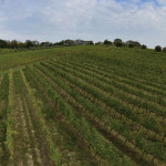 I vigneti dell'azienda Giusti