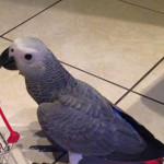 Il pappagallo Zoe, smarrita a Cannella