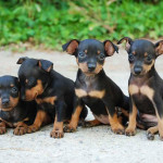 cuccioli di cane, pincher, cani, animali