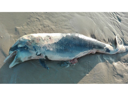 delfino spiaggiato e morto a Senigallia