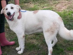 Cani cercano padrone al canile di Ostra Vetere