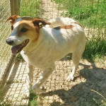 Cani cercano padrone al canile di Ostra Vetere