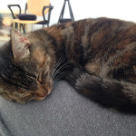 La gattina trovata a Senigallia