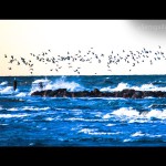 Foto Fabio Secchiaroli