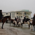 Cavalli alla Rotonda - foto di Fedele Ruvio