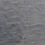 I cefali (in dialetto "baldigàre") presenti nel fiume Misa a Senigallia