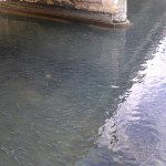 I cefali (in dialetto "baldigàre") presenti nel fiume Misa a Senigallia