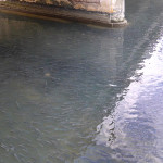 I cefali (in dialetto "baldigàre") presenti nel fiume Misa a Senigallia