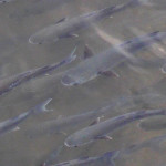 I cefali (in dialetto "baldigàre") presenti nel fiume Misa a Senigallia