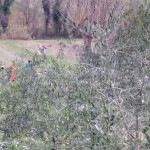 Personale della Polizia Scientifica sul luogo dell'incidente agricolo a Sant'Angelo di Senigallia