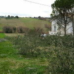 Il luogo dell'incidente agricolo a Sant'Angelo di Senigallia