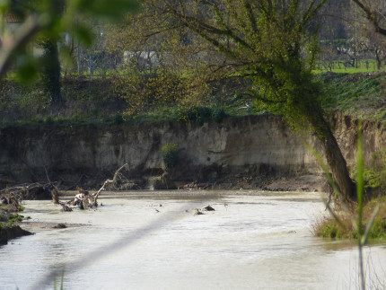 Un tratto dell'argine del fiume Misa, a Senigallia, dove si può notare la sponda con un'importante erosione dovuta alle piene del fiume