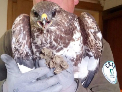 Poiana, rapaci, animali selvatici