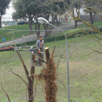 La potatura degli alberi in via Cellini, marzo 2016