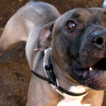 cane pitbull, cani, animali, aggressione
