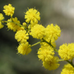 festa della donna, giornata internazionale delle donne, mimosa, mimose, fiori