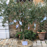 Uno degli ulivi addobbati per la pasqua nell'ambito del progetto "Alberi di classe"