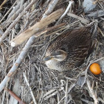 Un germano reale sul fiume Misa a Senigallia