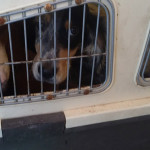 Sequestrati 15 cani detenuti per ore all'interno di “trasportini” stipati in un autoveicolo sbarcato da una nave proveniente dall'Albania