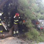 I vigili del fuoco del distaccamento di Arcevia sono intervenuti a Senigallia, in via Rodi, per un grosso albero caduto sulla strada