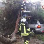 I vigili del fuoco del distaccamento di Arcevia sono intervenuti a Senigallia, in via Rodi, per un grosso albero caduto sulla strada