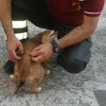 Salvataggio a Trecastelli di un cane chiuso in un garage