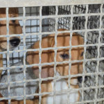 I cani sequestrati a Montemarciano dal Corpo Forestale dello Stato