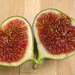 Il "falso frutto" del fico