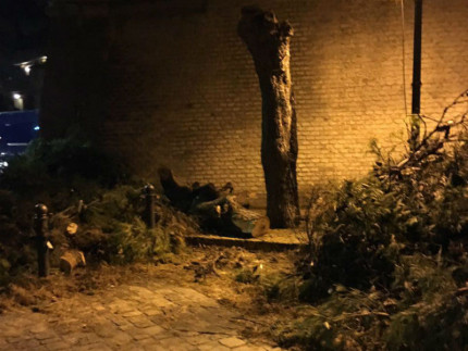 Rami spezzati: albero segato in via Carducci
