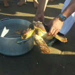 Tartaruga Caretta caretta