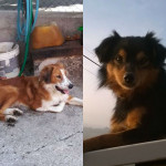 Il meticcio trovato a Ostra e il cane Saetta, smarrito ad Arcevia