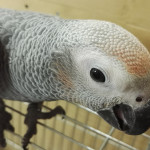 Pappagallo cenerino smarrito a Scapezzano di Senigallia