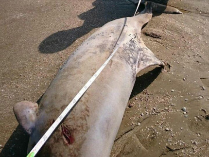 il delfino rinvenuto senza vita sulla spiagia di Senigallia