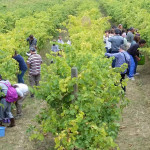 La vendemmia grazie all'associazione CesanoPer