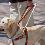 Cane guida per ciechi ed ipovedenti